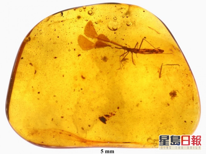 9,900萬年歷史的琥珀內發現新品種昆蟲。網圖