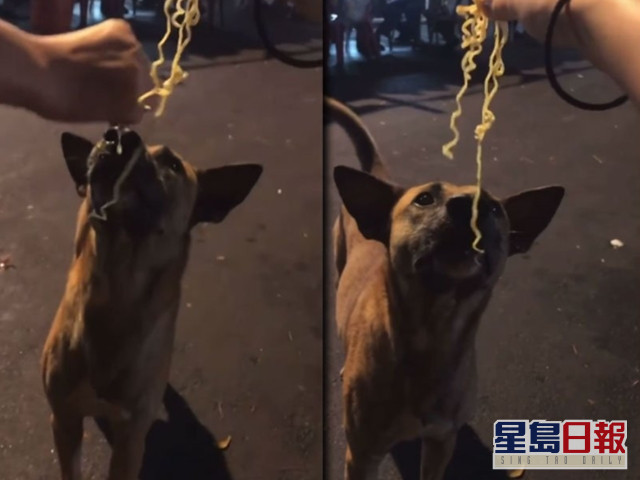少女即食麵加檸汁整蠱流浪狗。影片截圖