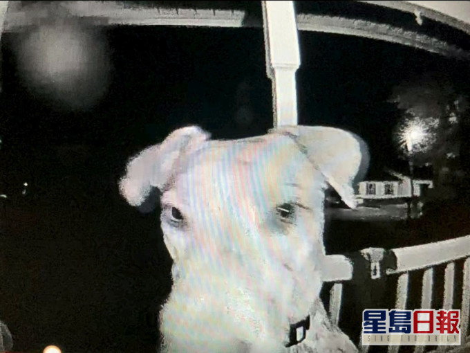 小狗拉贾7小时后回家,更用鼻自行按门铃。影片截图