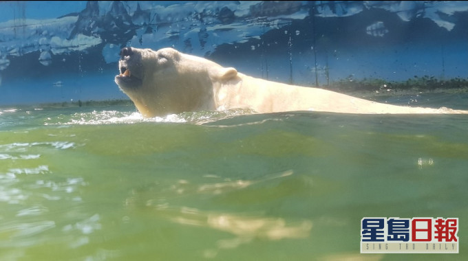 動物園內的北極熊。網上圖片
