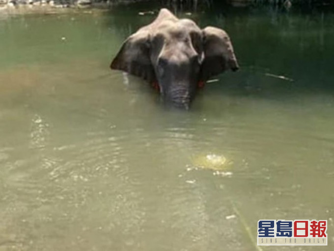 母象蜷缩在河边试图减轻鞭炮爆炸产生的疼痛。网图