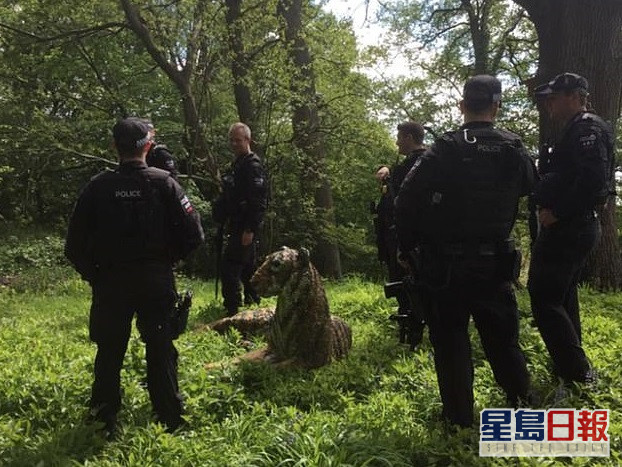 警員圍捕,「老虎」束手就擒。網圖