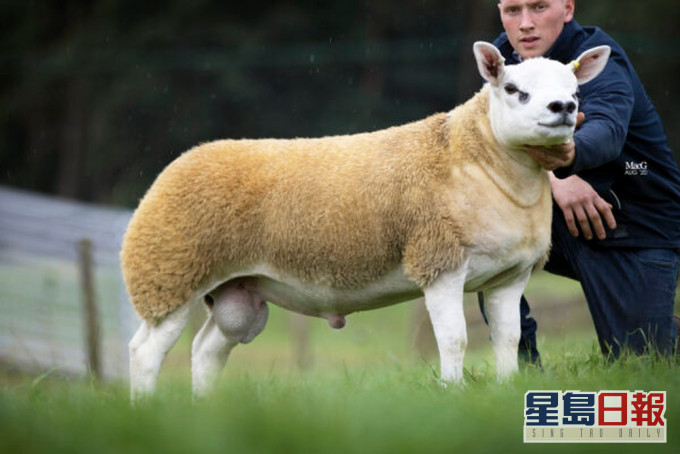 蘇格蘭拍賣會以逾370萬天價成交一隻名為「雙鑽」的羊。(網圖)