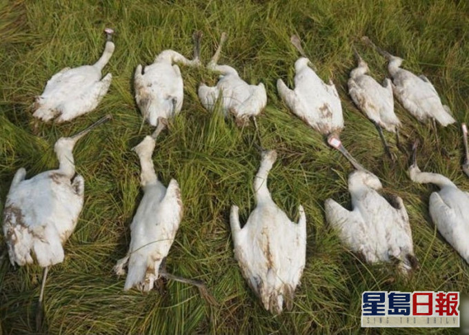 國家二級保護野生動物白琵鷺被毒殺。網圖