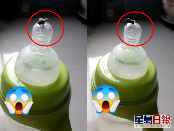 影片可見蒼蠅對準奶樽口產卵。 Lee Siew Fun FB 影片截圖