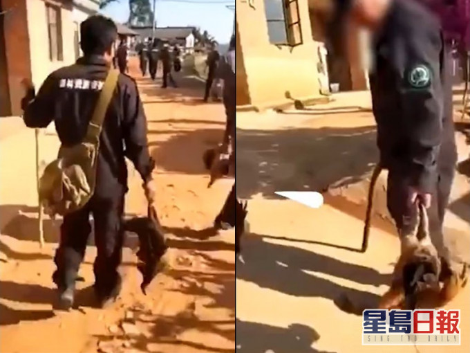 有网民指,云南普洱澜沧县为了迎合上级检查,打死居民放养的家禽。网图