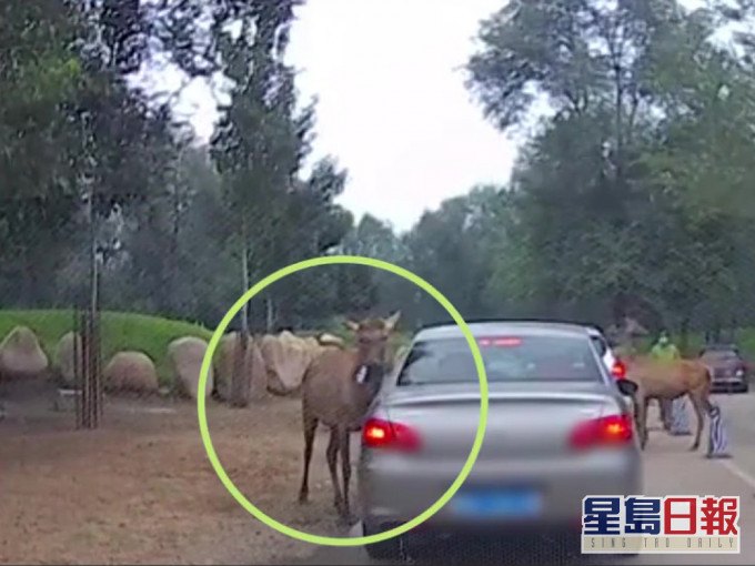 北京野生動物園自駕區發生疑似遊客餵口罩予動物事件。(網圖)