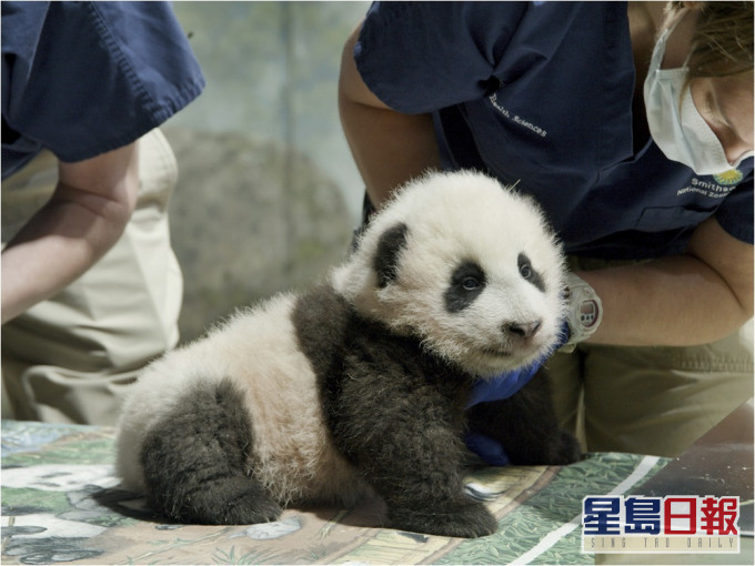 在華盛頓國家動物園內出生的熊貓BB取名為「小奇蹟」(Xiao Qi Ji)。AP圖片