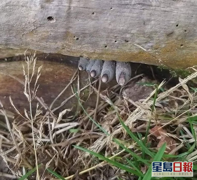 相片可見樹幹緊壓5隻類似腐爛腳趾的物體。網上圖片
