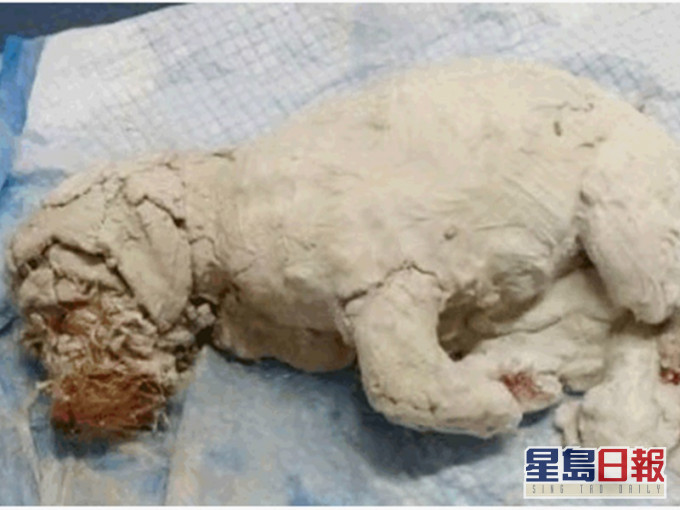 小狗全身遭塗上石膏。網圖