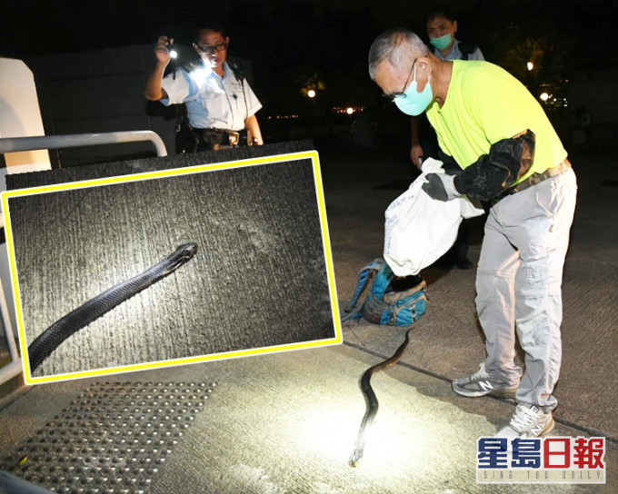 「蛇王福」抵達時發現蛇頭受傷死亡，交警方處理。