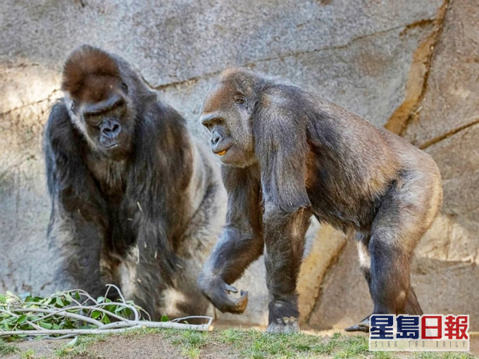美國加州聖地亞哥動物園有9隻大猩猩接種新冠疫苗，成為全球首例。網圖