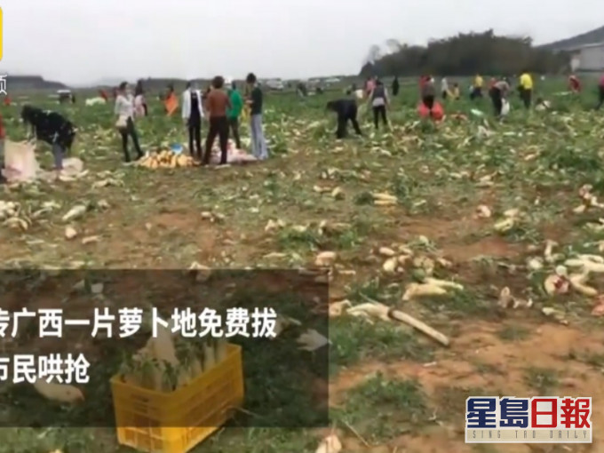 民眾瘋搶蘿蔔。網圖