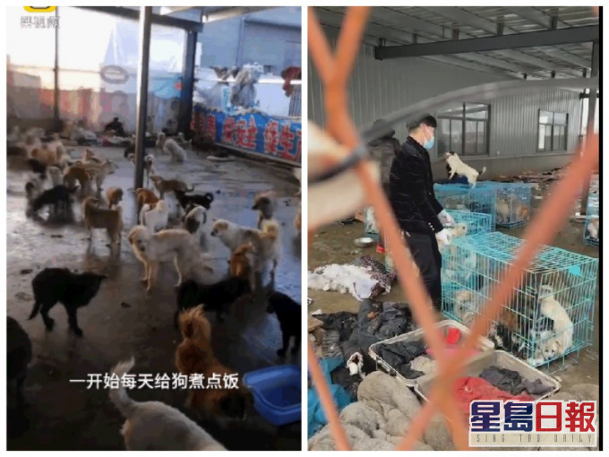 收容所的面積約200平方米大內有數百頭狗。網圖
