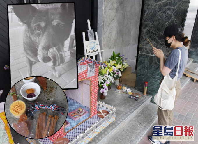 九龍殯儀館守護犬「大耳」被車撞死。