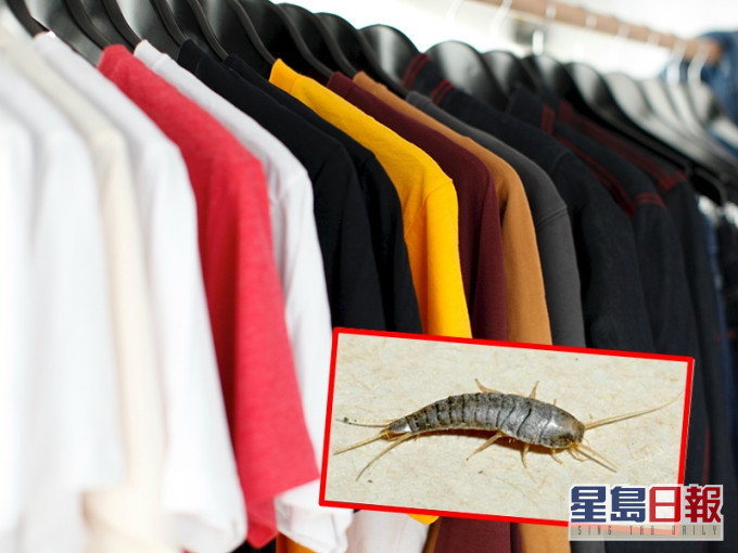衣服的人造纤维是它们其中一个食物来源。网图