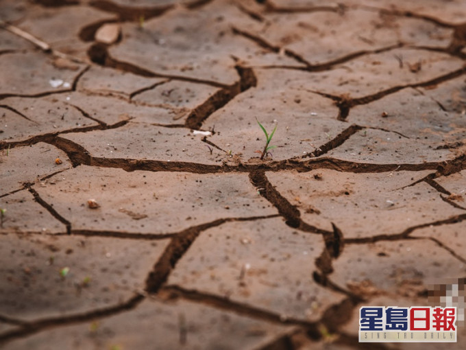 揭阳市揭东区双坑水库乾裂的库床上小草破土而出。网图