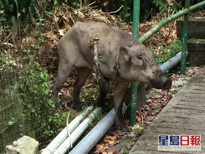 香港野猪关注组FB图片