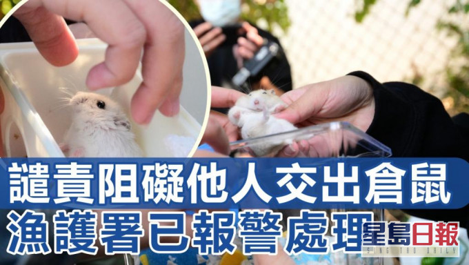 自發義工隊到漁護署新界南動物管理中心門外拯救倉鼠。 李睿哲攝