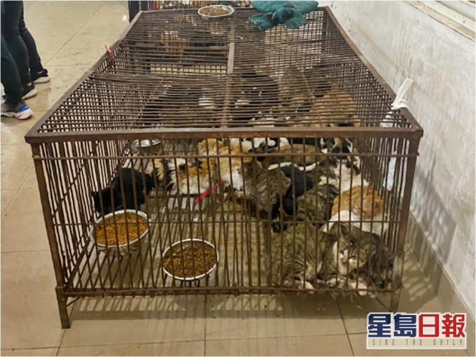 網傳江門禽畜市場有商戶正在販賣被盜貓隻。網圖