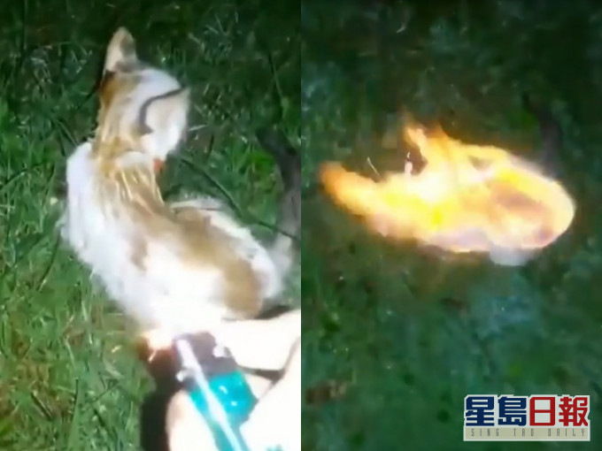animalmalaysia IG影片截图