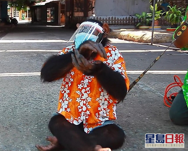 工作人員最後還鼓勵黑猩猩為自己的工作鼓掌。(網圖)