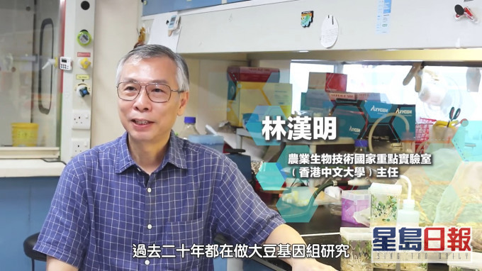 林漢明與內地合作研發出耐鹽抗旱大豆。影片截圖