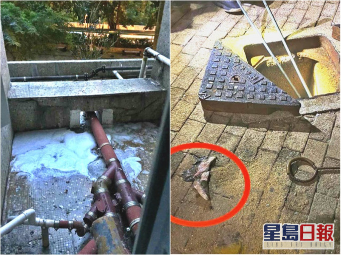 有居民將魚扔進馬桶導致低層污水渠堵塞。黃兆健 facebook圖片