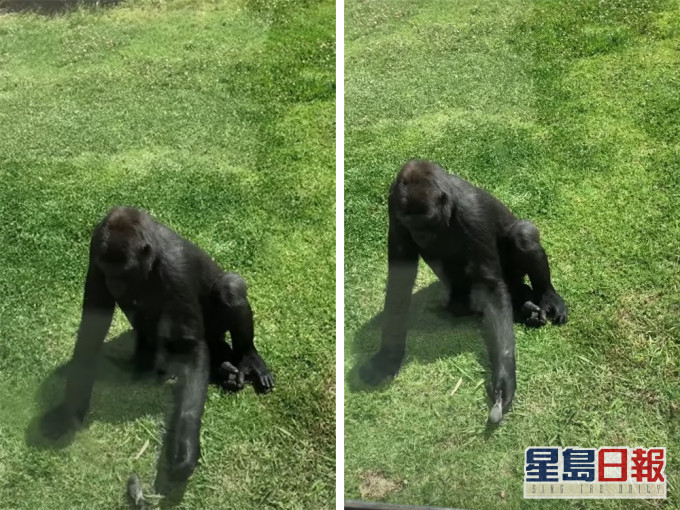 猩猩查看受傷小鳥狀況。影片截圖