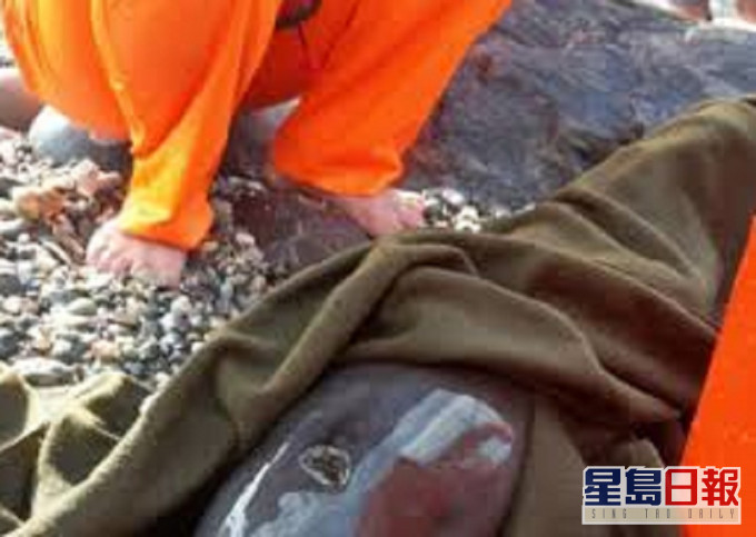 台湾去年发生多次鲸豚搁浅个案。网上图片