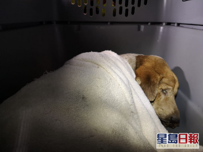 港頭村有狗隻疑遭人惡意傷害。