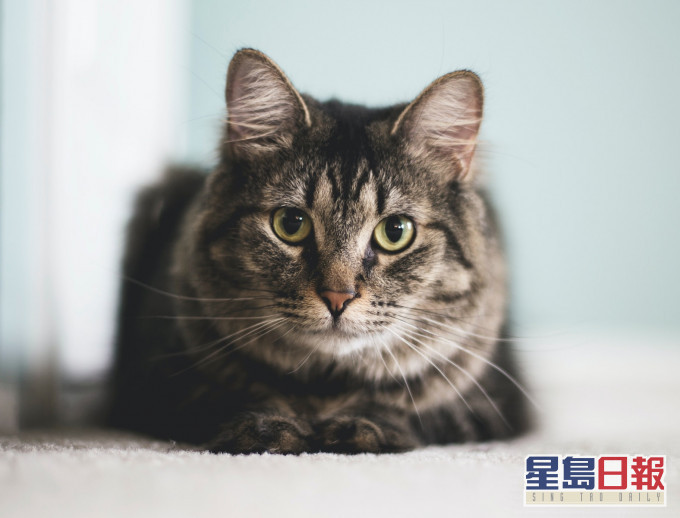 示意網圖