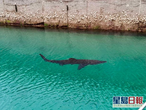 托奇碼頭發現長3.6米的姥鯊。 網圖