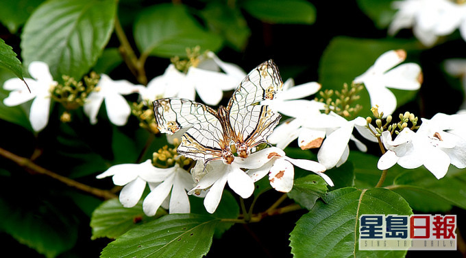 网丝蛱蝶。园方图片