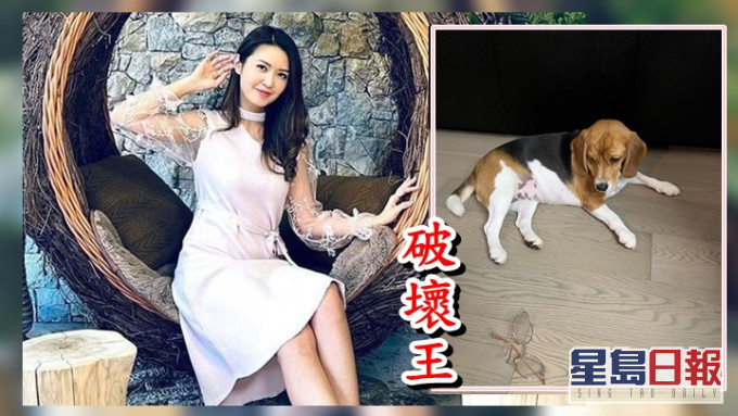 陳庭欣的愛犬又做破壞王喇!