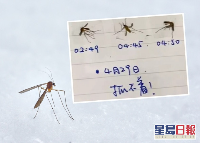 深圳網民飽受蚊患無法安睡,於是製作日記記錄殺蚊「戰果」Unsplash示意圖/影片截圖