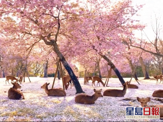 奈良公園更變成鹿群的天下。Twitter圖