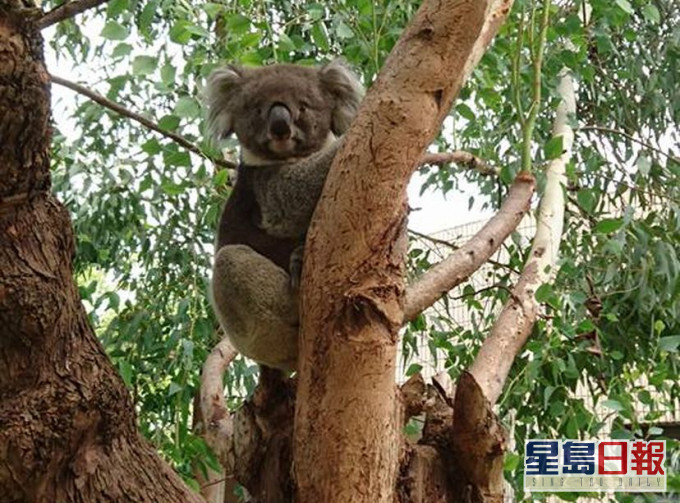 大阪市天王寺動物園FB圖片