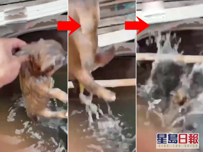 男子反覆將小狗拎起扔入水缸再摔死,引發眾怒。