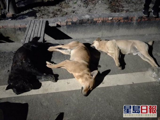 7流浪犬死7日內相繼遭毒手。中時　