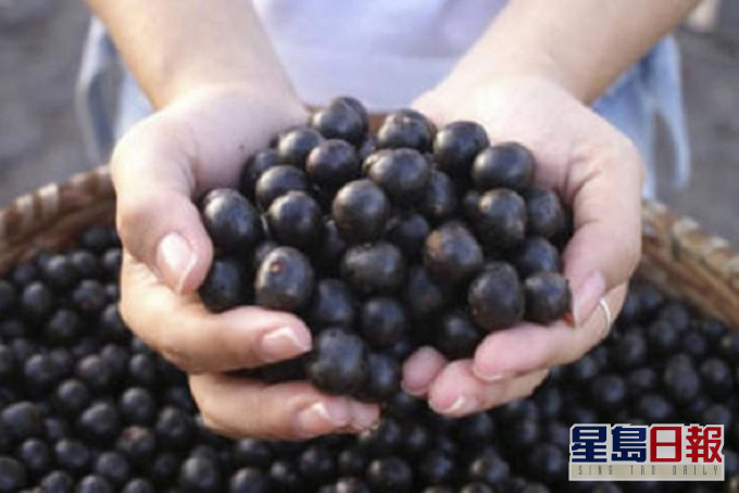 巴西莓。網上圖片
