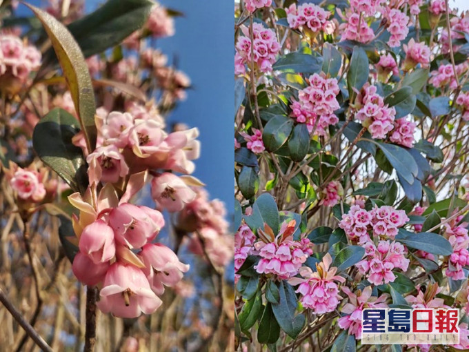 大枕蓋一片吊鐘花海。