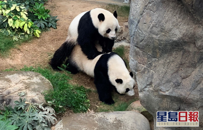 大熊貓自9年前開始嘗試自然交配以來首次成功。