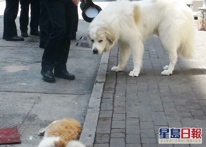 政府擬修例,撞傷貓狗司機要報警。資料圖片