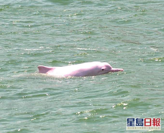 中华白海豚连续5年绝迹大屿山东北面水域。资料图片