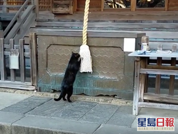 日本網民神社參拜遇黑貓。網上圖片