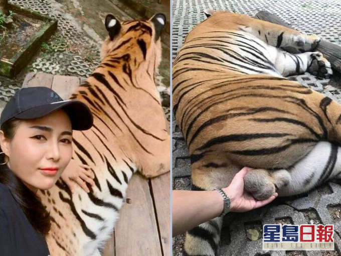 泰國女遊客動物園伸手玩弄老虎生殖器,畫面隨即引發爭議。(網圖)