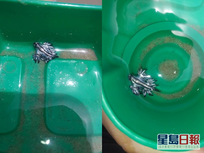 藍龍。FB圖