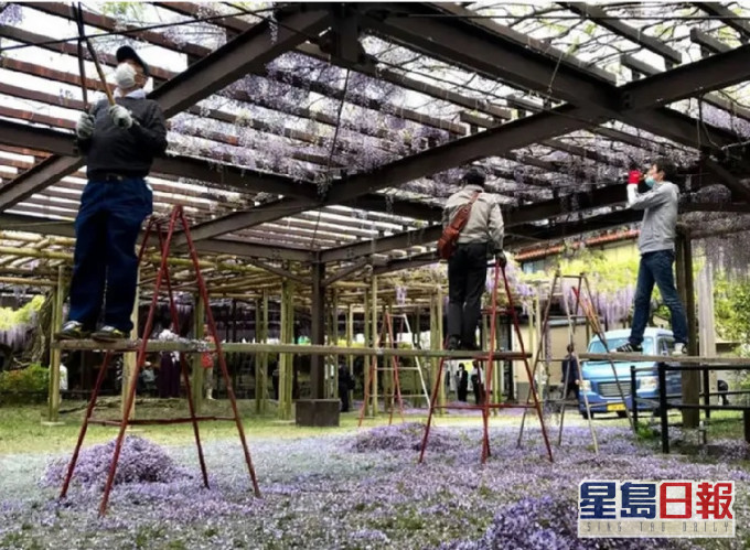 当地决定剪毁黑木大紫藤全数紫藤花防疫。