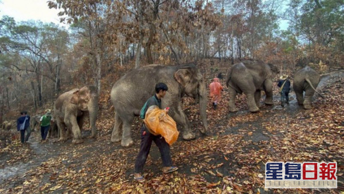 逾百大象長途跋涉送返大自然。網圖